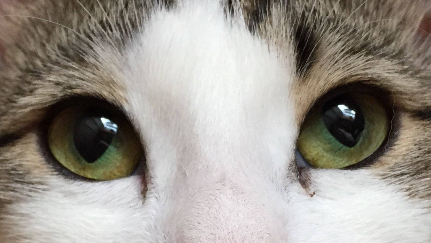 Глазки бывают. Кошачьи глаза гетерохромия. Охос азулес гетерохромия. Цвет глаз у кошек. Кошачий глаз.