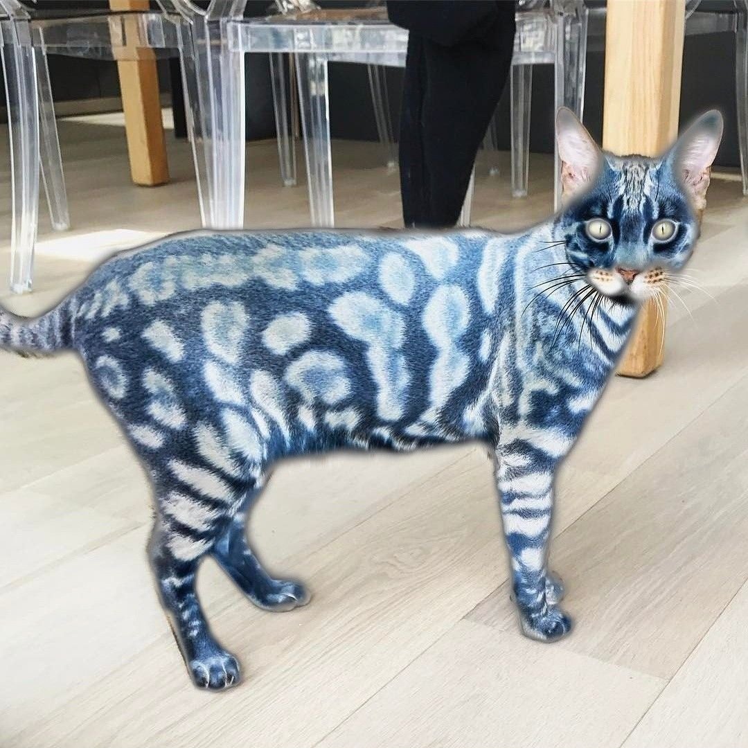 голубой бенгальский кот