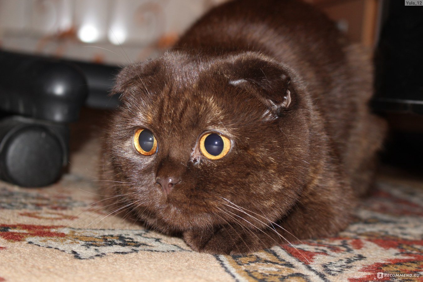 Вислоухий коричневый котенок - 71 фото