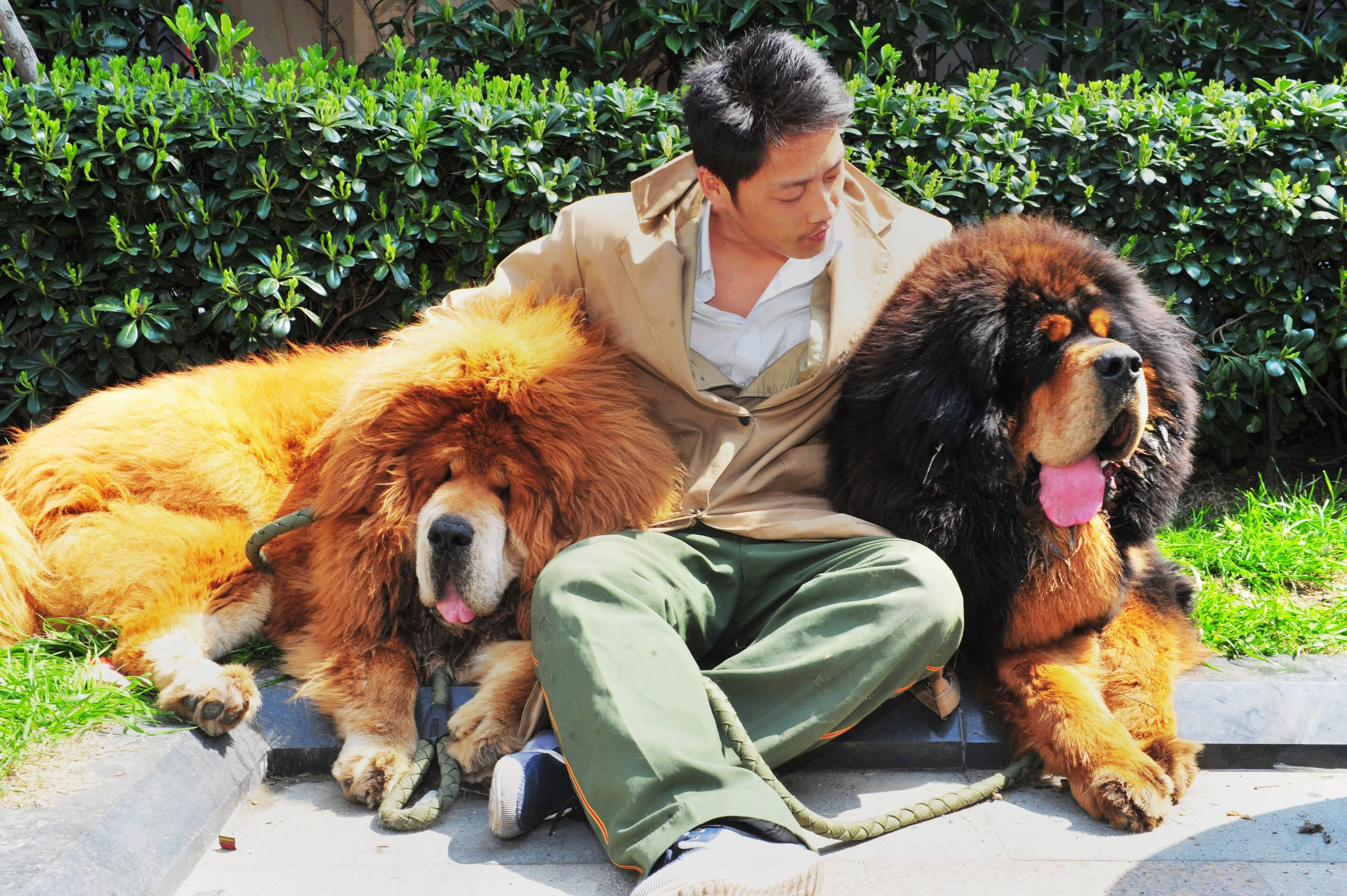 Самая крупная п. Тибетский мастиф Хонг Донг. Тибетский мастиф большой. Собаки породы тибетский мастиф. Тибетский мастиф и Сенбернар.
