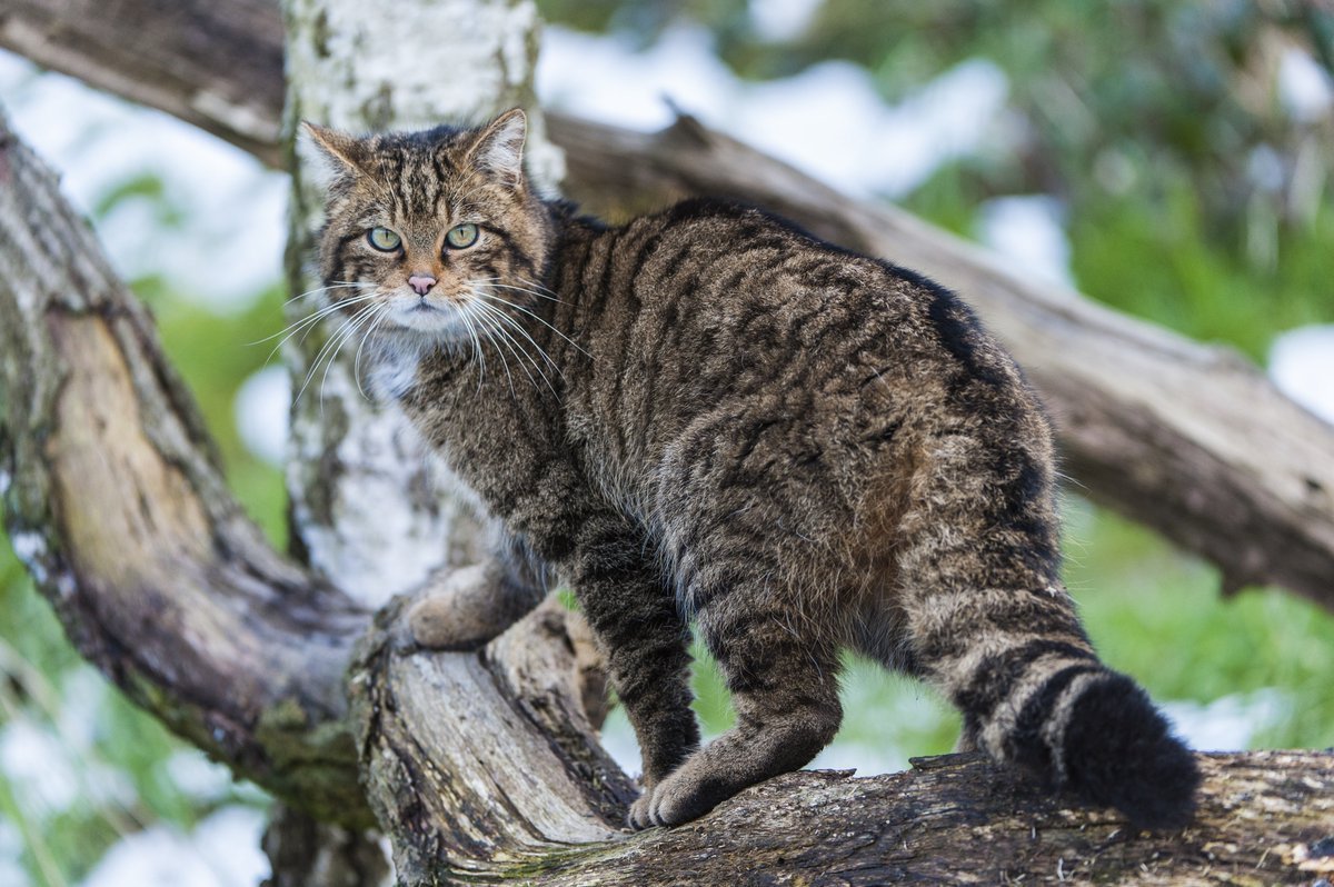 Канадский лесной кот