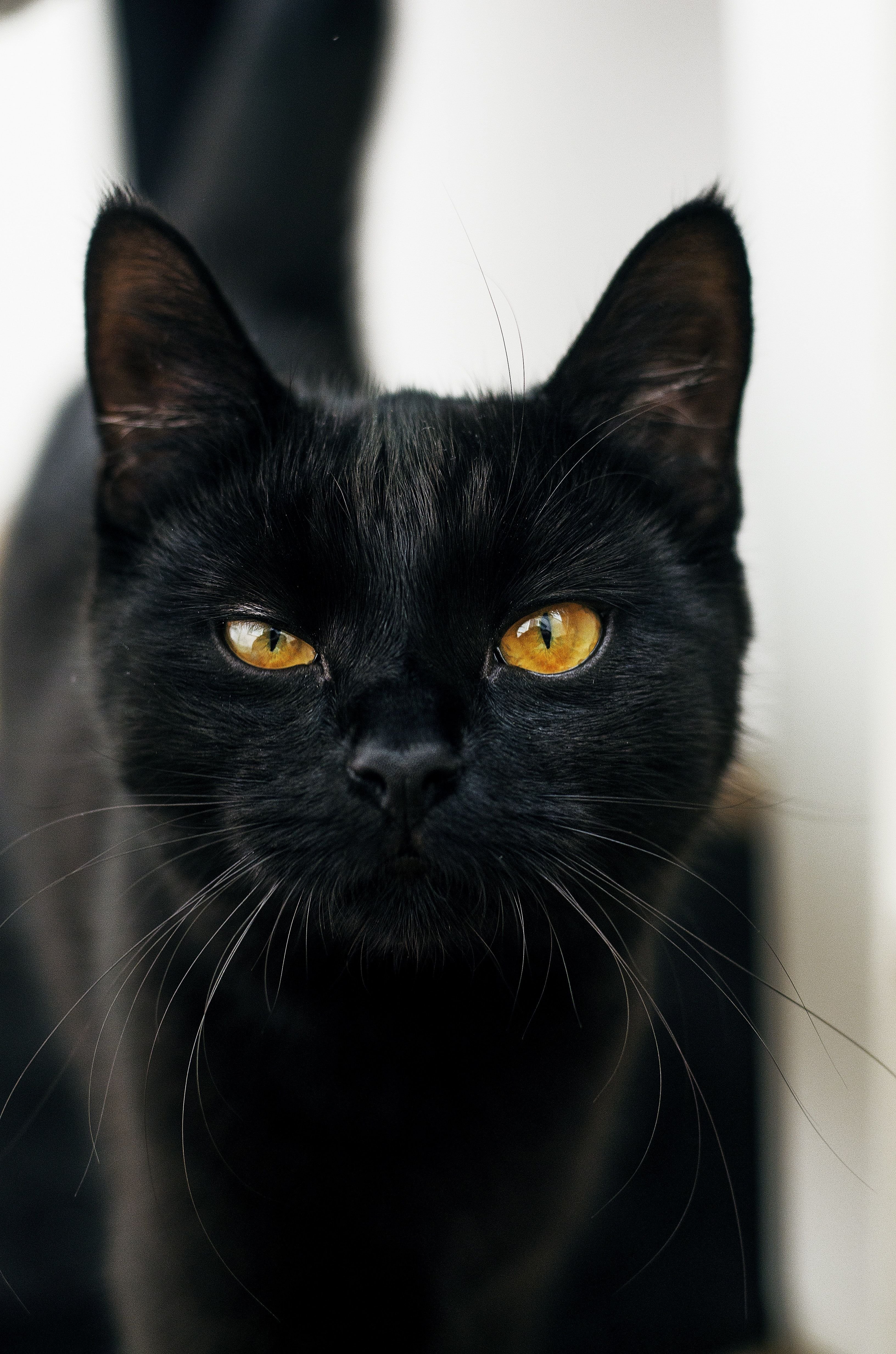 Порода черной кошки с желтыми глазами. Бомбейская кошка. Бомбейская кошка черно белая. Бомбейская кошка с желтыми глазами. Черный гладкошерстный кот с желтыми глазами.