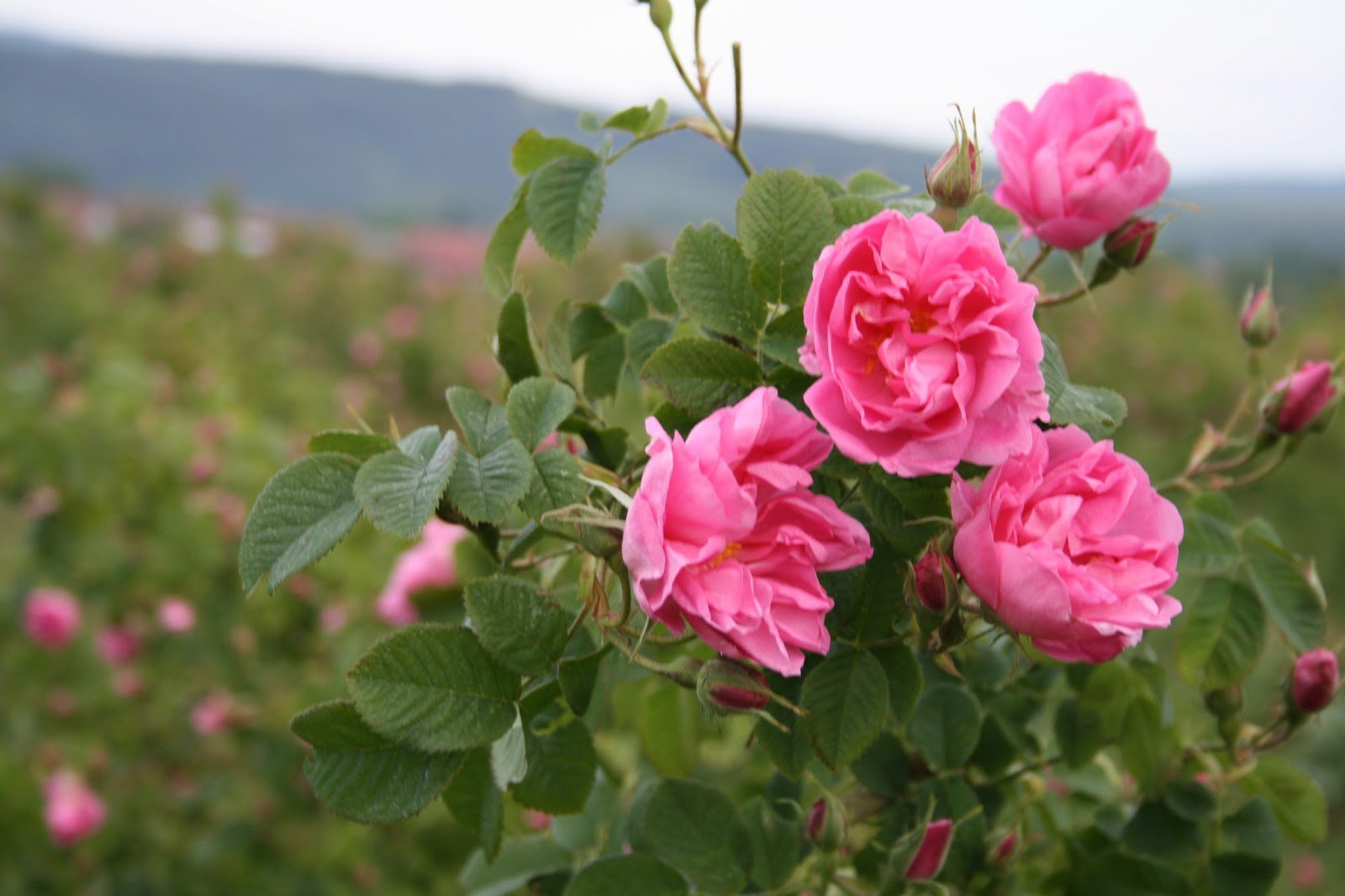 Rose розе. Казанлыкская Долина роз Болгария. Роза дамасская Казанлыкская. Крымская эфиромасличная роза. Роза эфиромасличная дамасская.