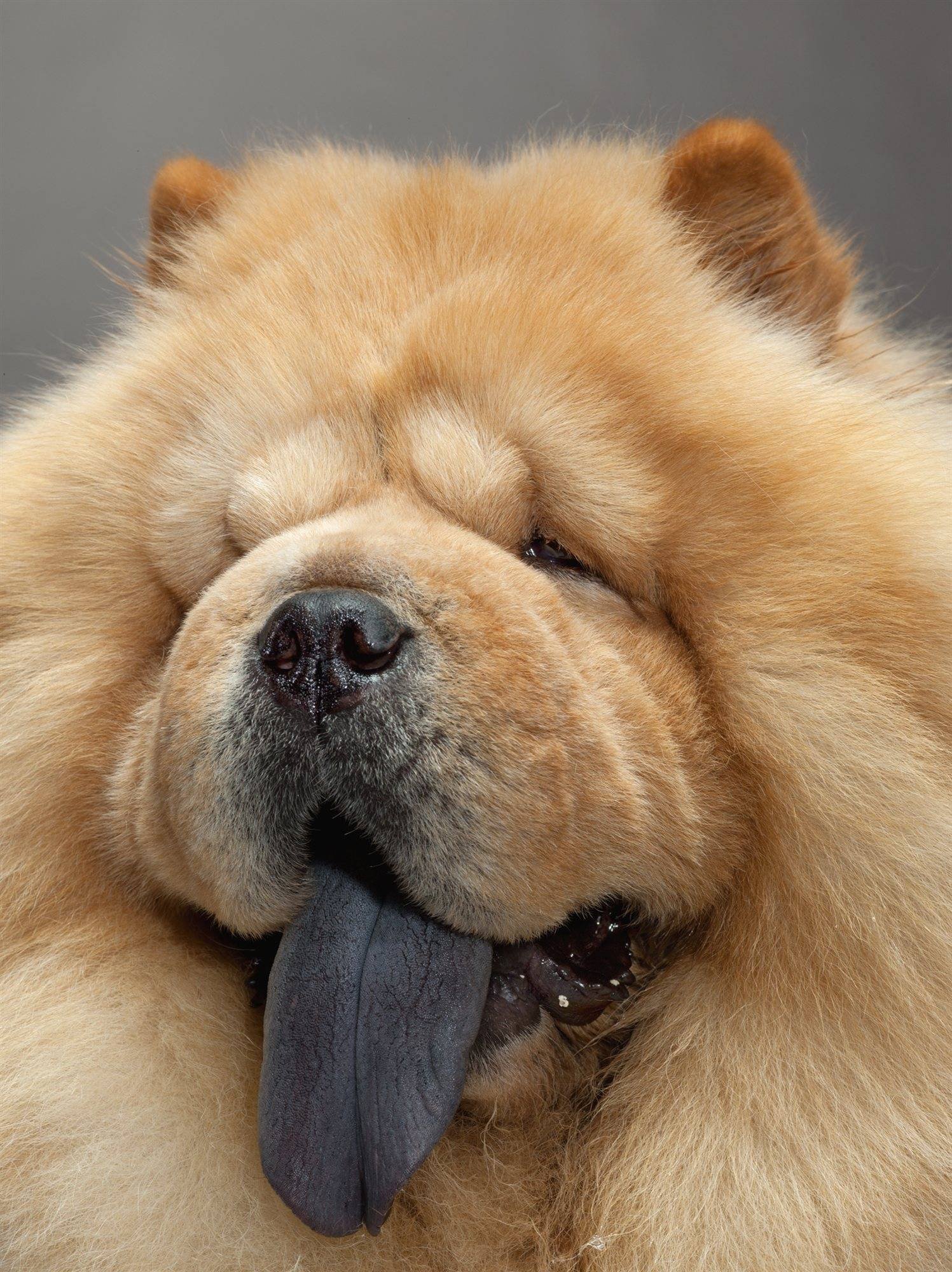 Собака с фиолетовым языком - 79 фото