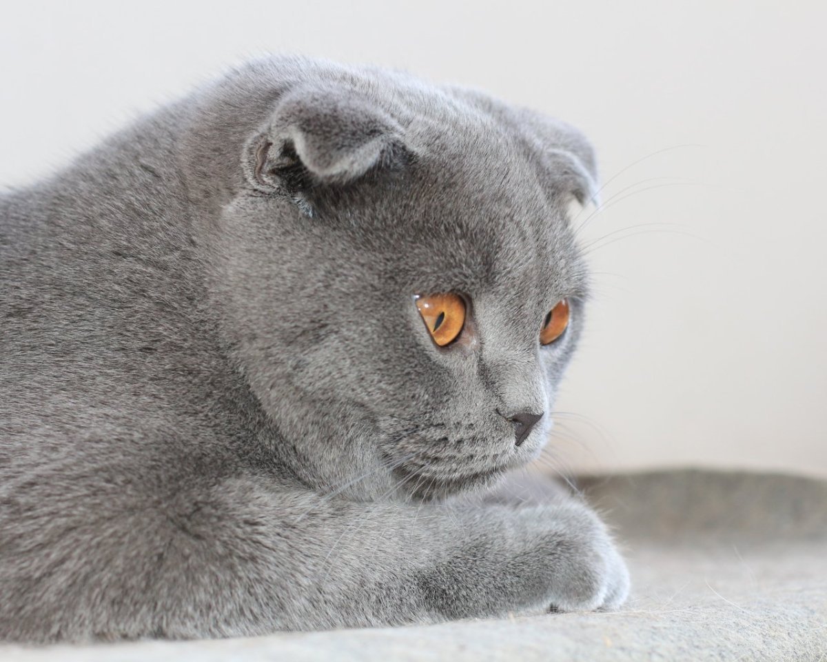Порода кошки британская вислоухая - 70 фото