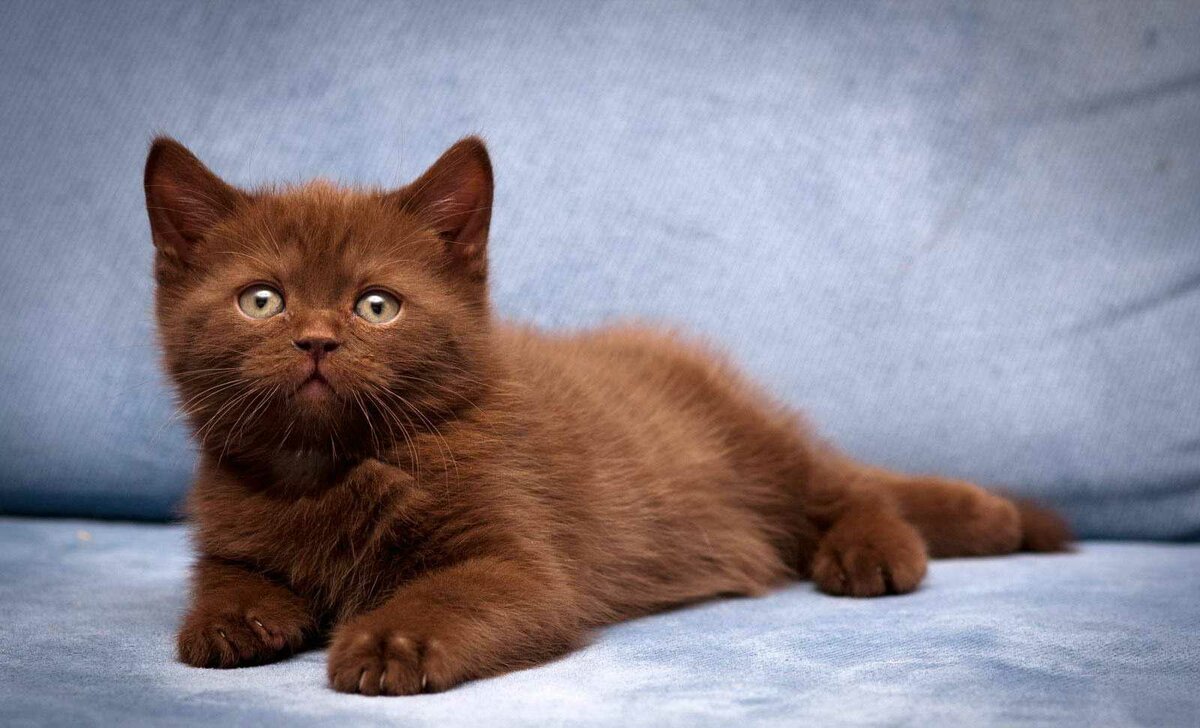 Кошки коричневого цвета - 71 фото