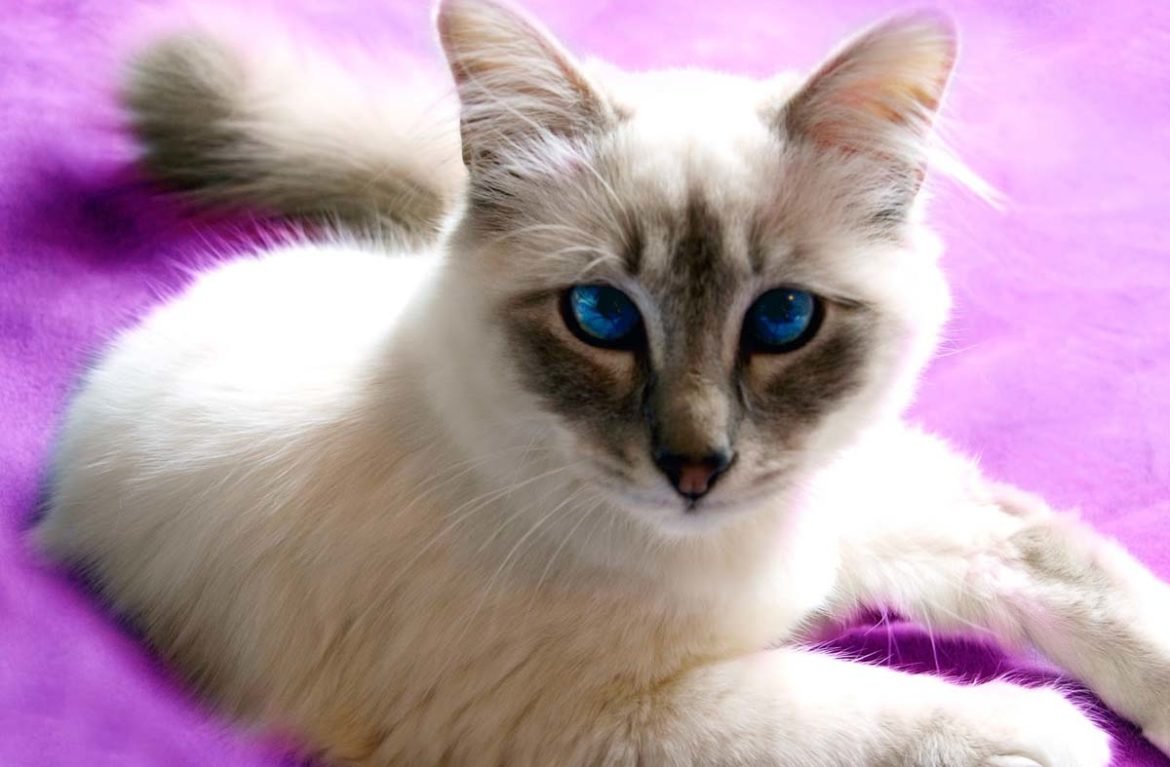 порода котов с косыми глазами