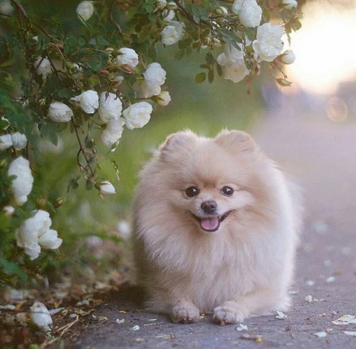 Фото милой собаки. Померанский шпиц Teacup.. Шпиц Беленький. Вельш шпиц. Королевский шпиц.