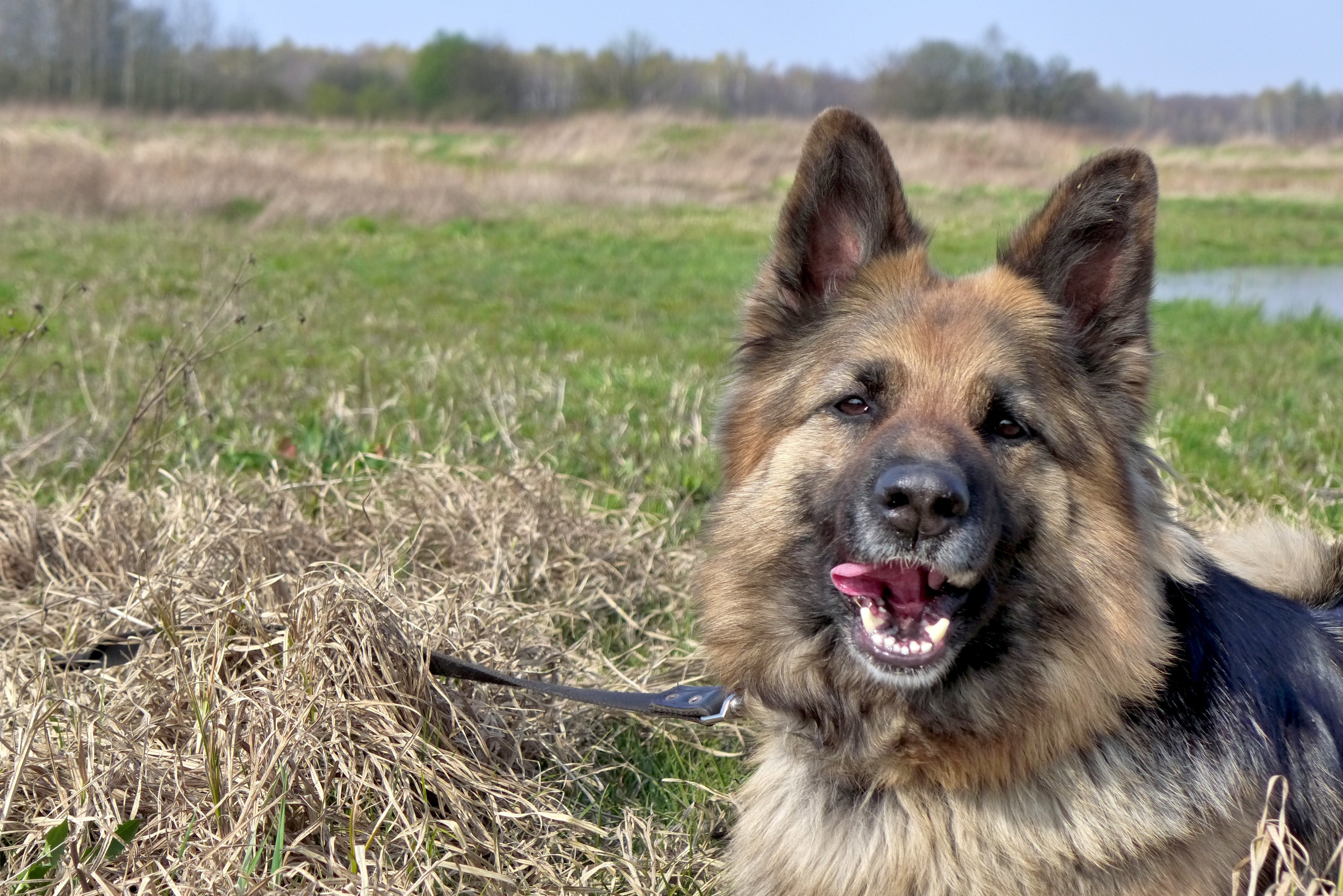 Месье овчарка. Шилонская овчарка Shiloh Shepherd. Старонемецкая овчарка длинношерстная. Среднерусская овчарка. Сибирская овчарка.