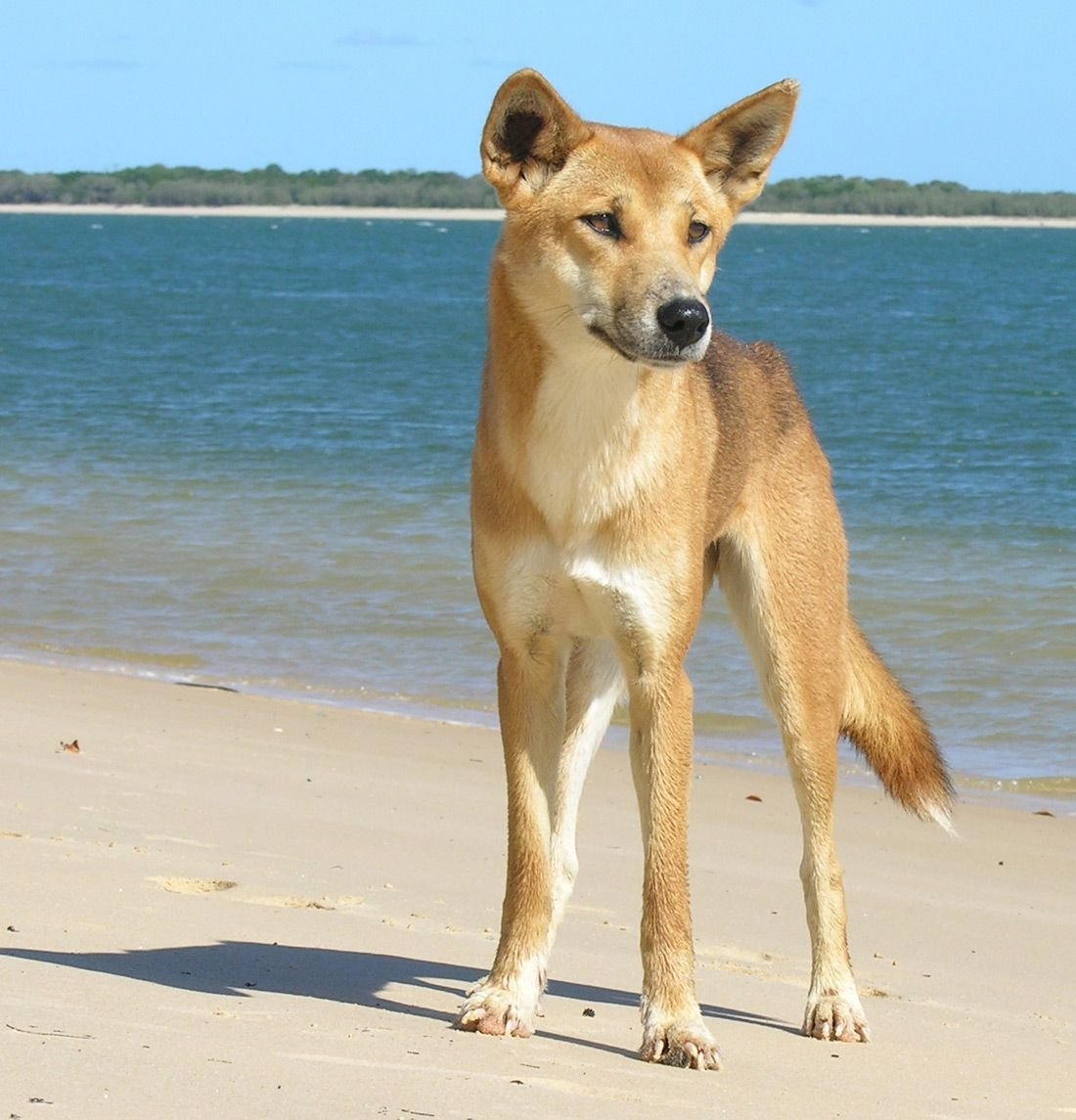 Дикая собака динка. Собака Динго. Австралийская собака Динго. Динго Дикая собака австралийская. Динго в Австралии.