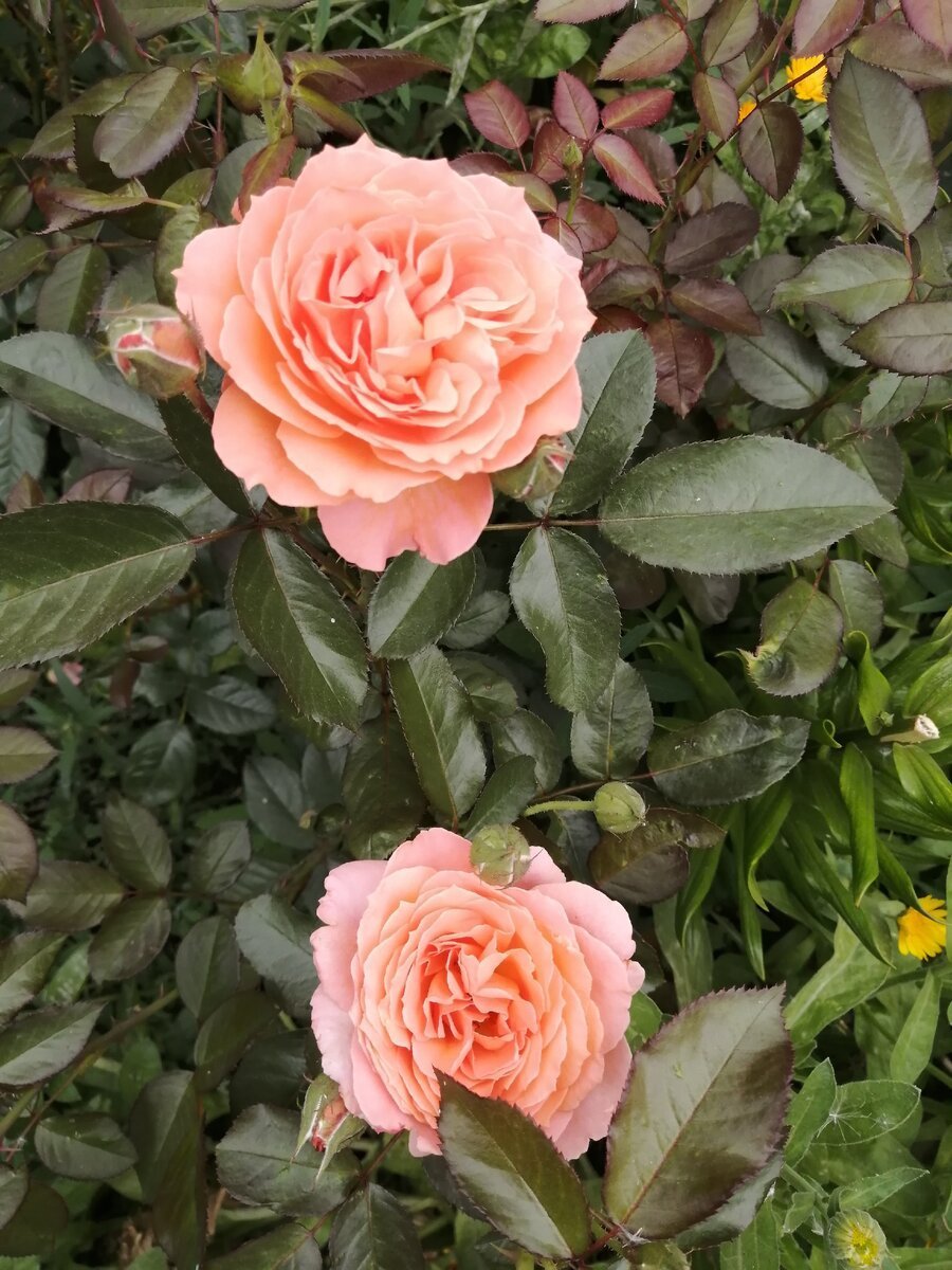 Розы Гийо