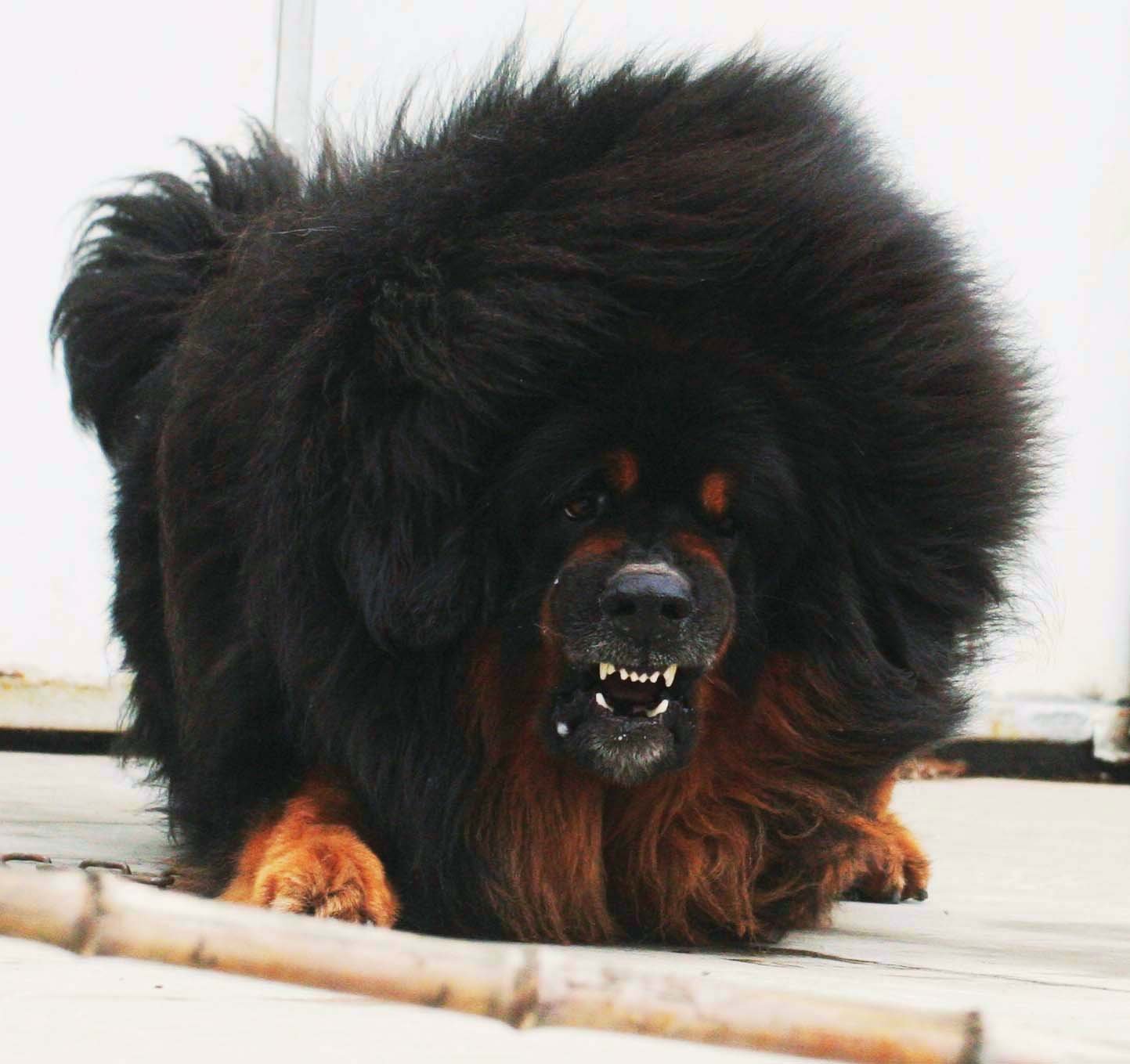 Тибетский мастиф самый большой в мире фото. Тибетский мастиф. Собака тибетский мастиф. Тибетский мастиф большой. Собаки породы тибетский мастиф.