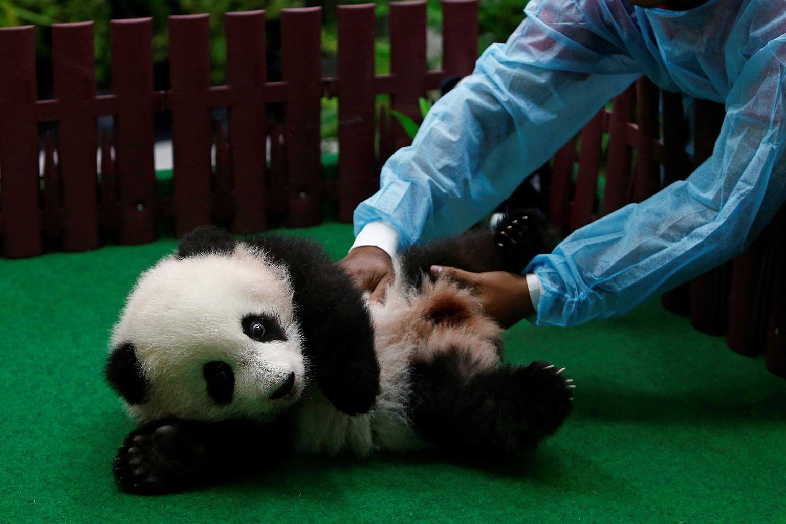Включи где панда. Маленькая Панда Enrasta. Большая Панда. Гигантская Панда. Панда фото.