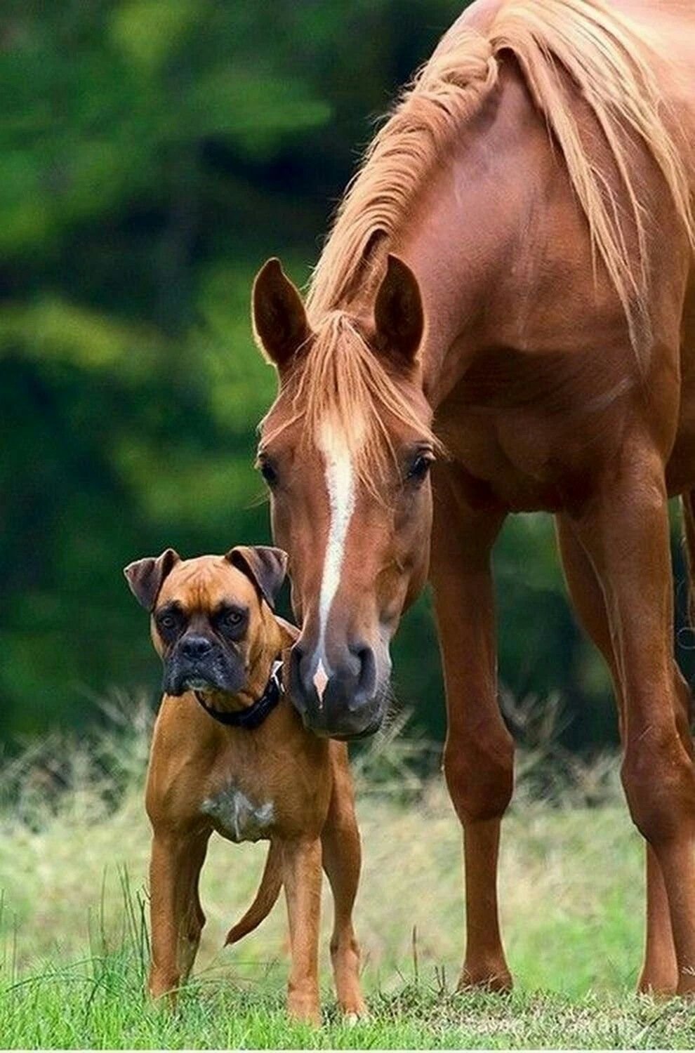 Год собаки лошадь. Лошади. Красивые лошади. Лошадки и собачки. Красивая собачка это лошадка.