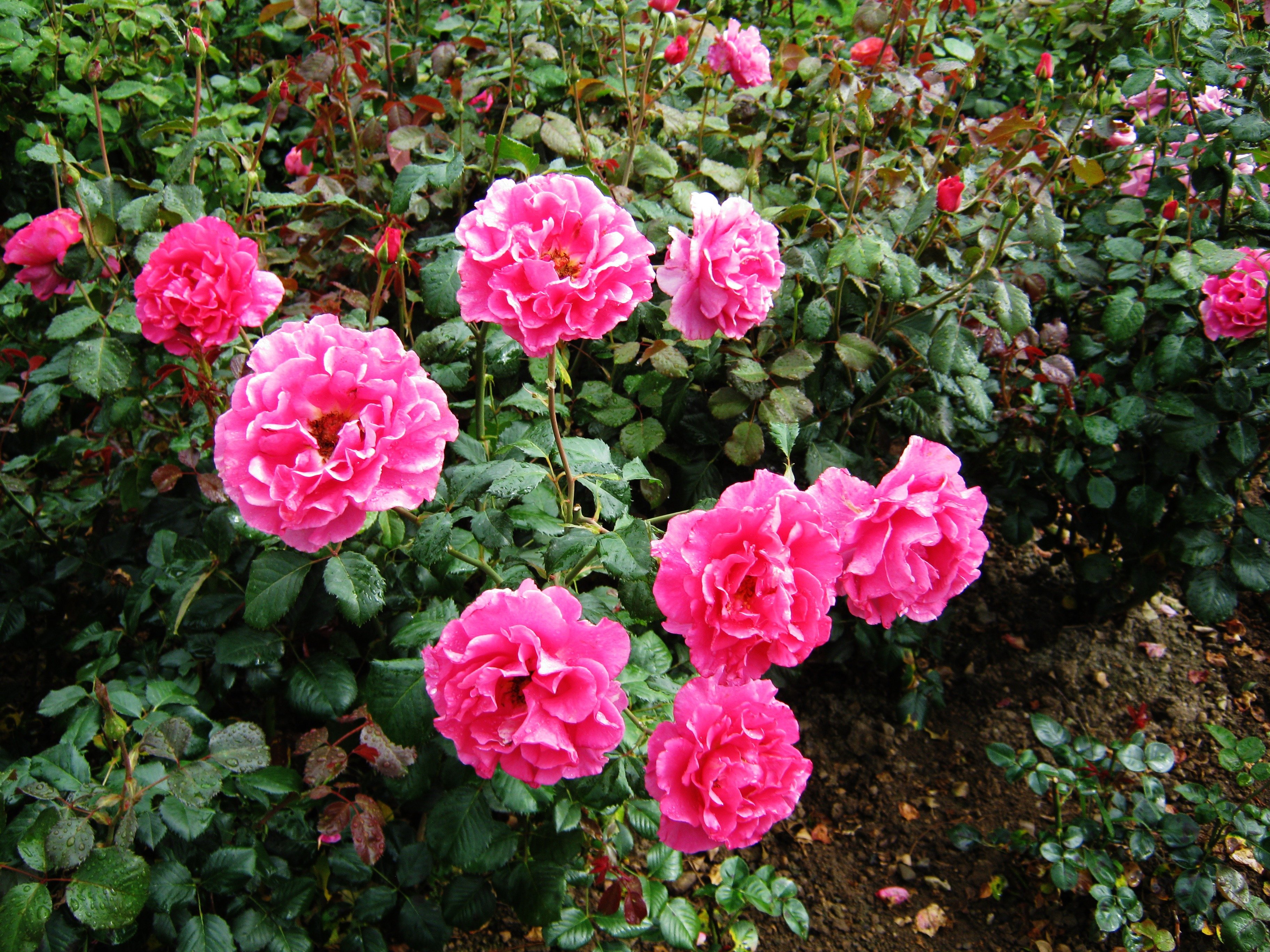 Флорибунда floribunda