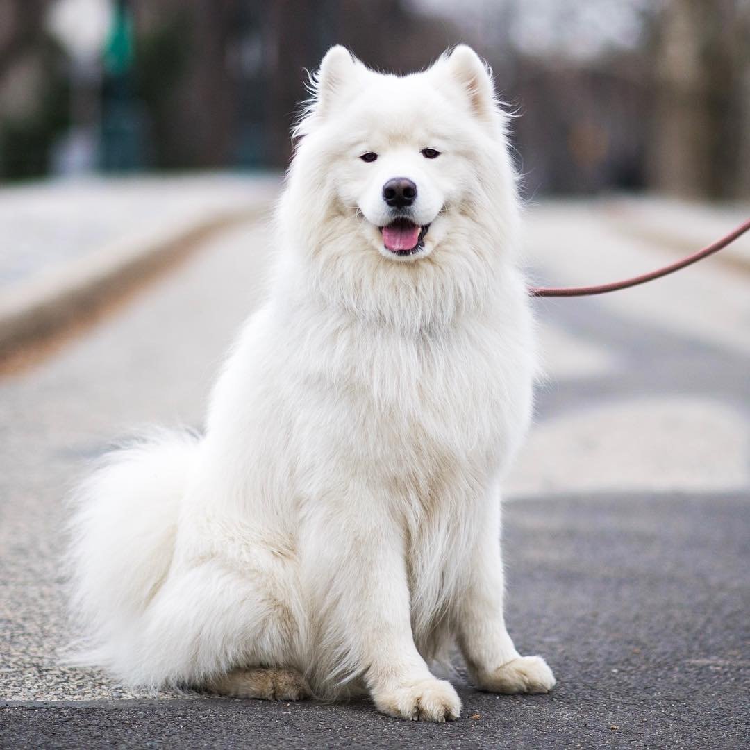 Белые породы собак (фото): 20 больших и маленьких пород