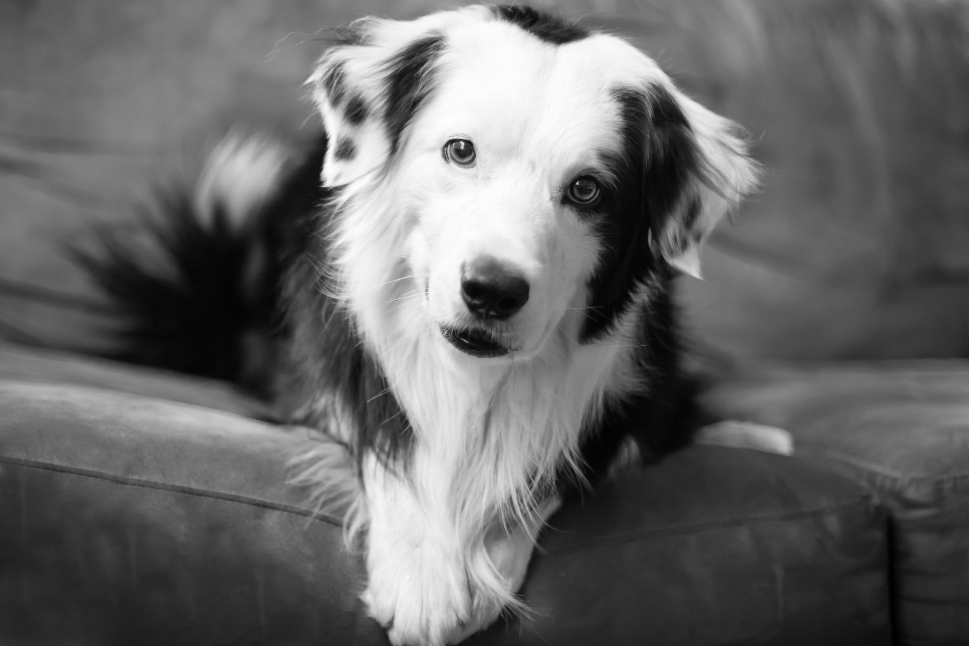 Черно белые собаки - 53 фото