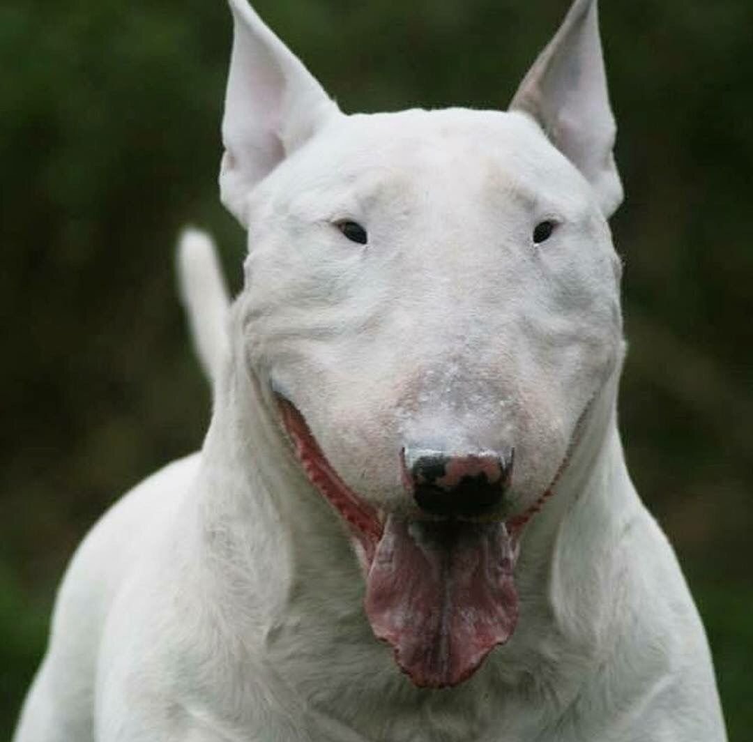 белая собака с вытянутой мордой