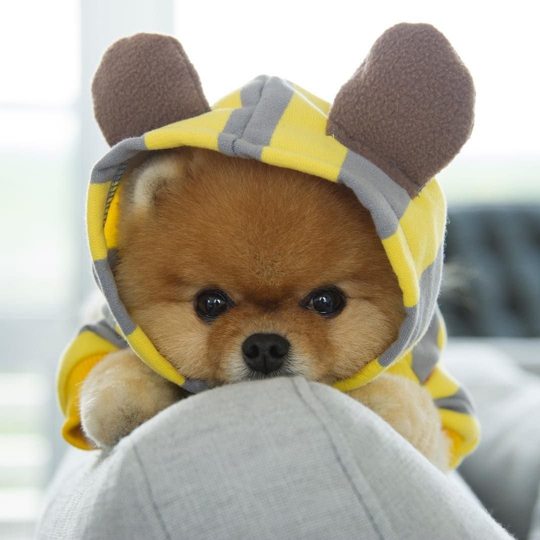 померанский шпиц jiffpom