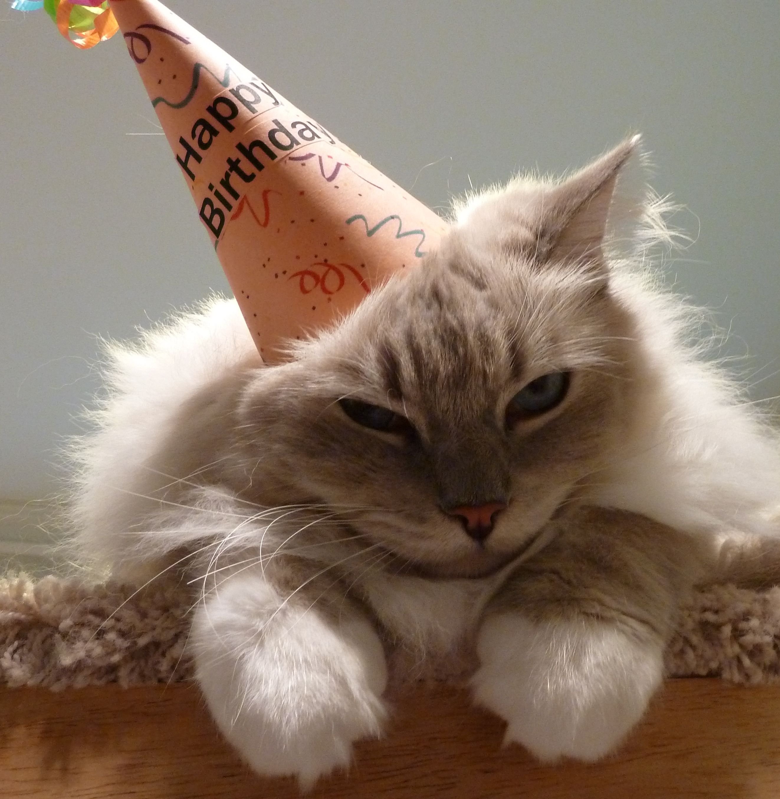 поздравление коту с днем рождения картинки