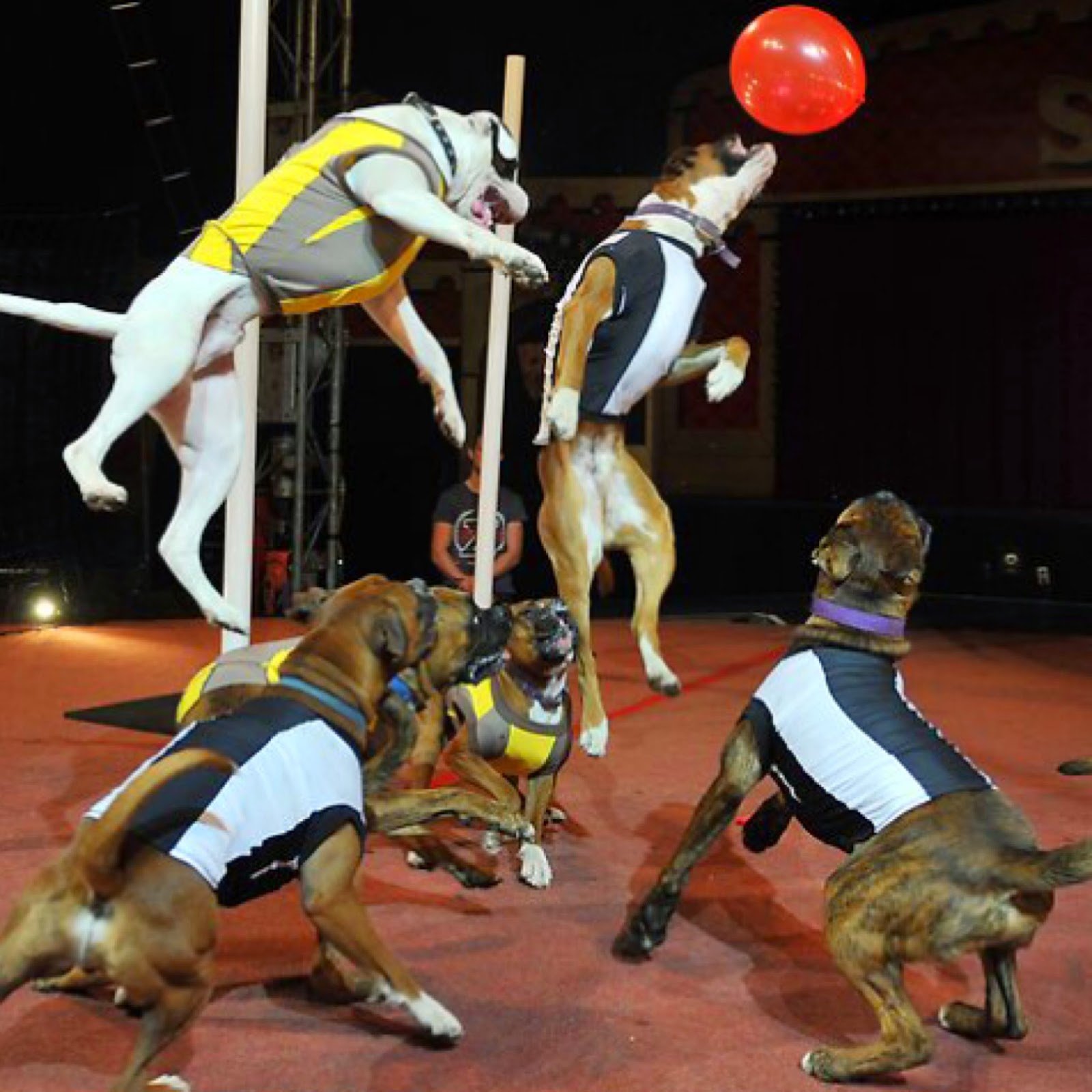 There are dogs at the circus перевод. Цирковые собачки. Собаки в цирке. Дрессированные собачки в цирке. Дрессировщик собак в цирке.