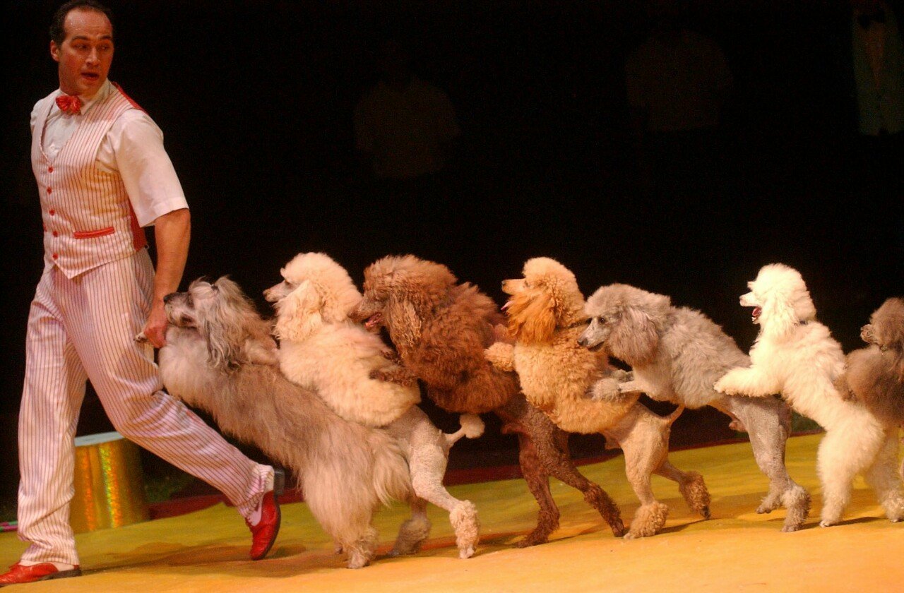 Маска 5 выступление щенка. Цирковые собачки. Собаки в цирке. Дрессированные собаки в цирке. Дрессировщик собак в цирке.