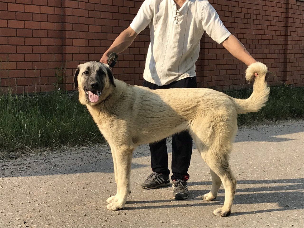 Турецкий Кангал Собака Цена