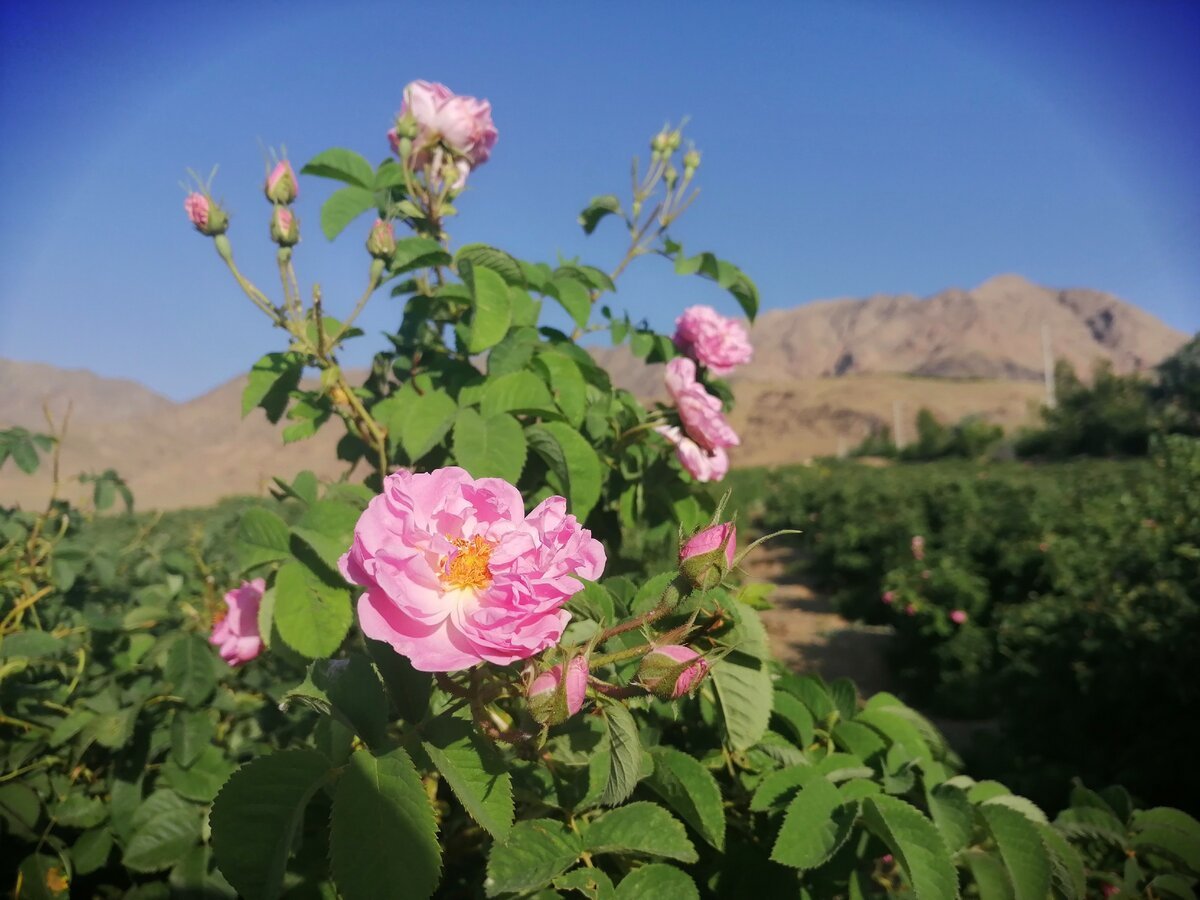 Иранская роза