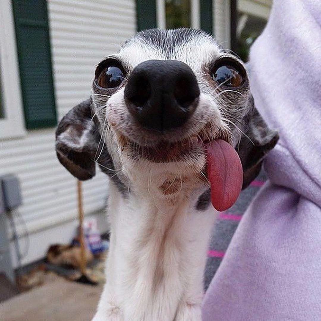 Собака с высунутым языком - 74 фото