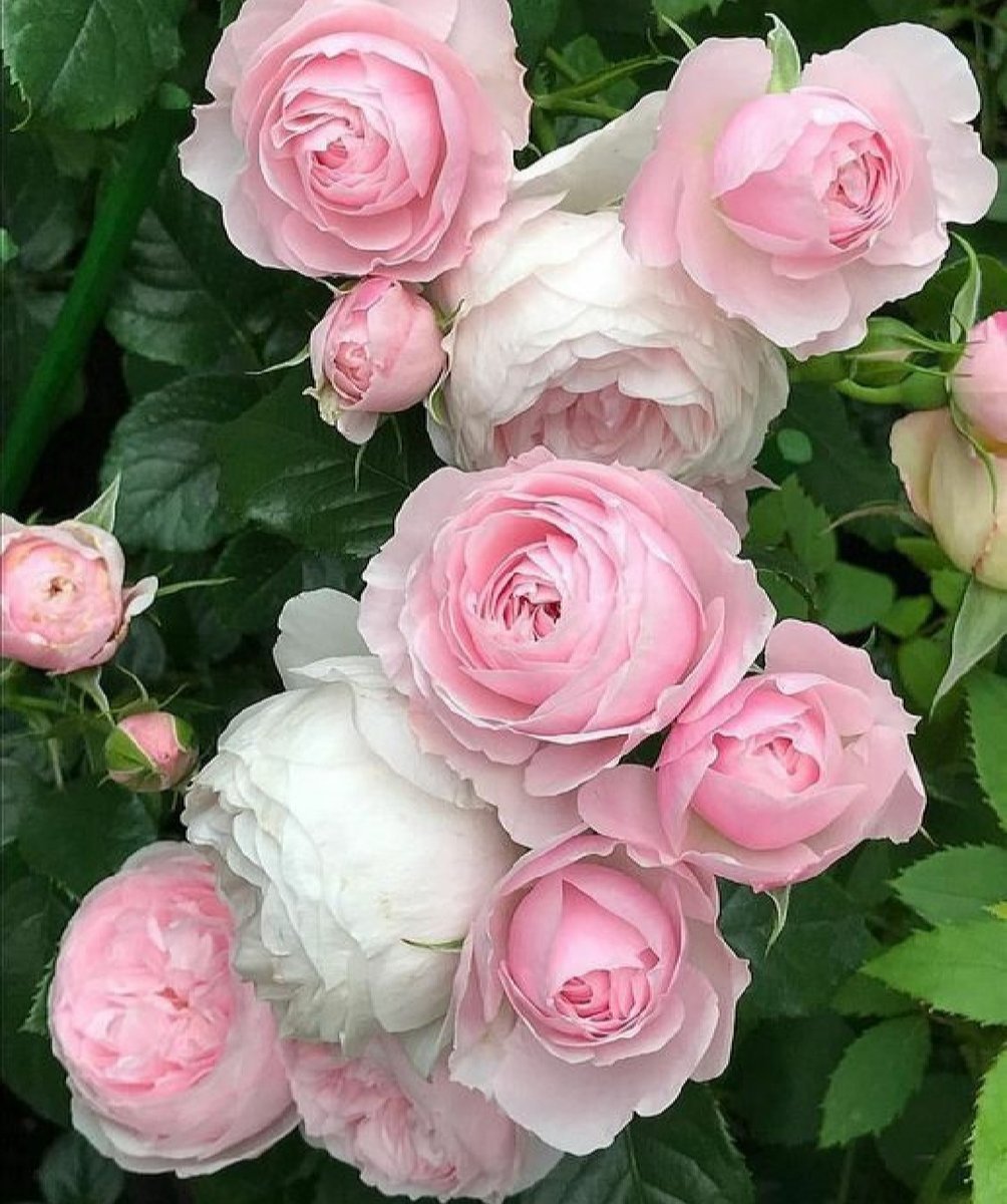Роза плетистая розовая крупная