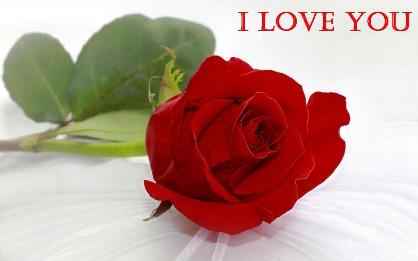 Rose is beautiful. Красивые розы. Розы для любимой. Красные розы. Цветы для любимой женщины.