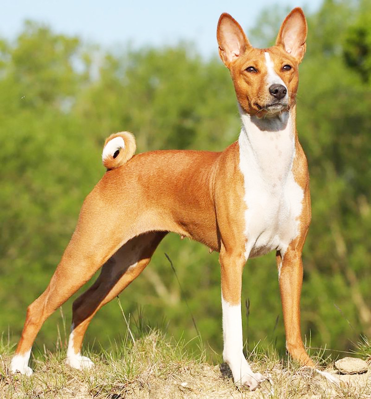 Фотография собаки басенджи. Басенджи. Порода собак басенджи. Африканская порода собак басенджи. Африканская нелающая собака басенджи.