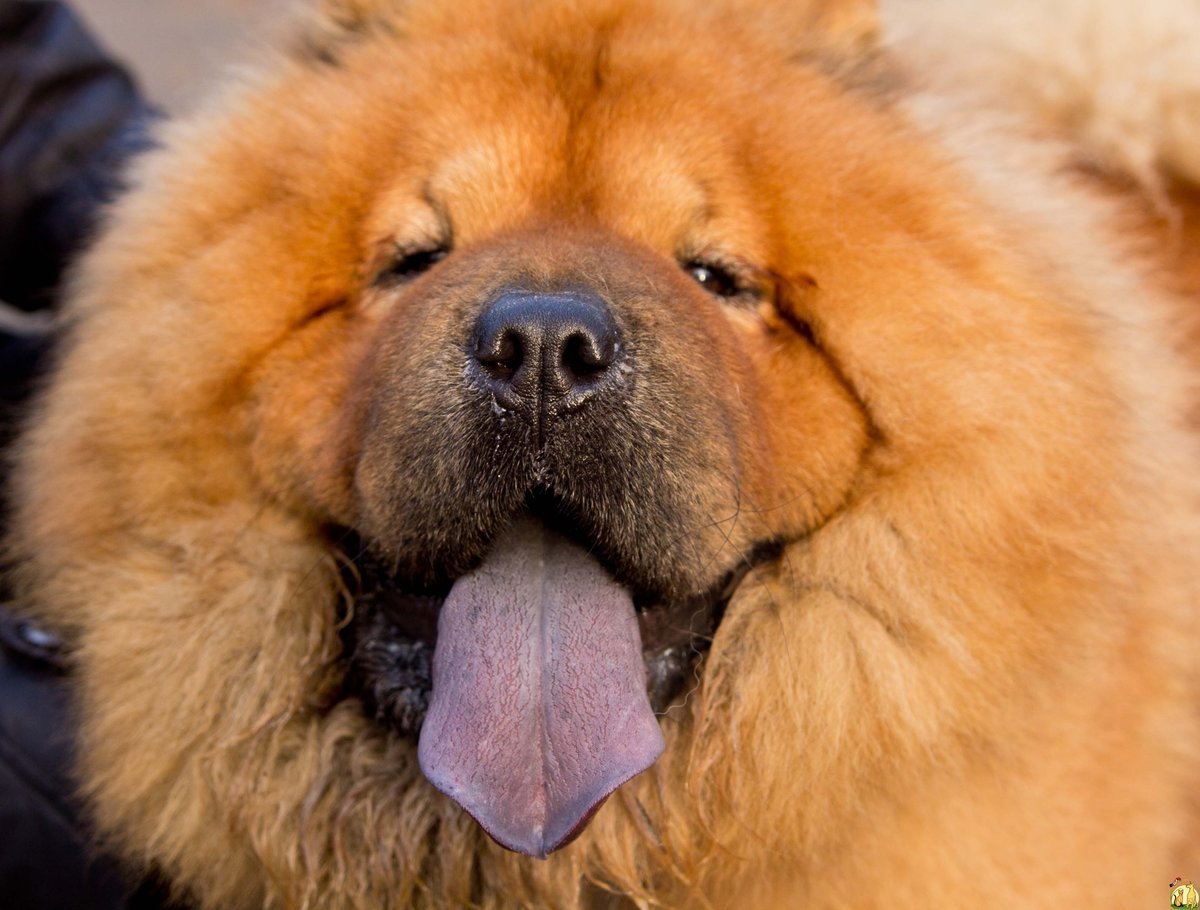 Порода собак с синим языком - 77 фото
