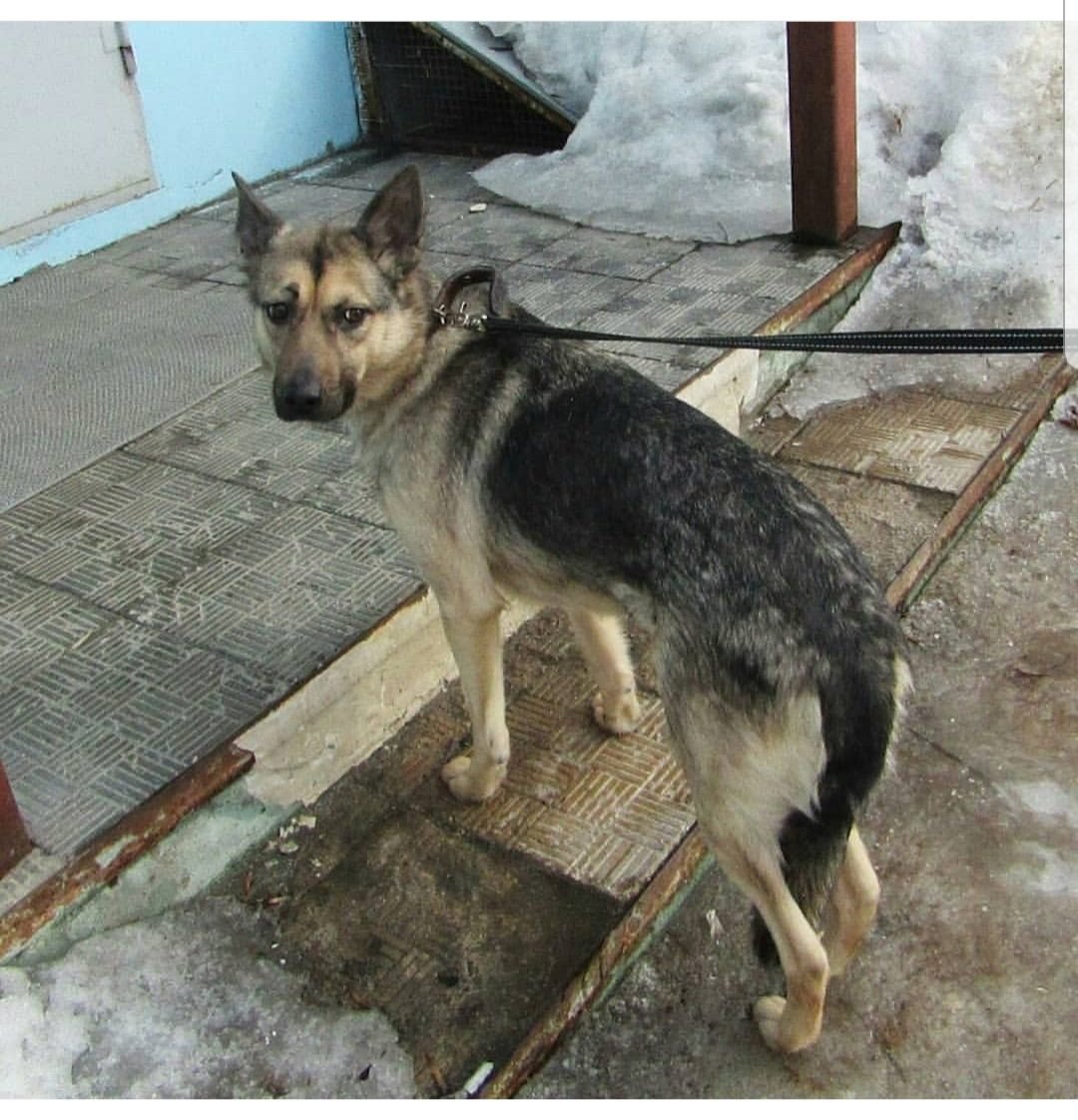 Помесь кавказской овчарки и дворняги