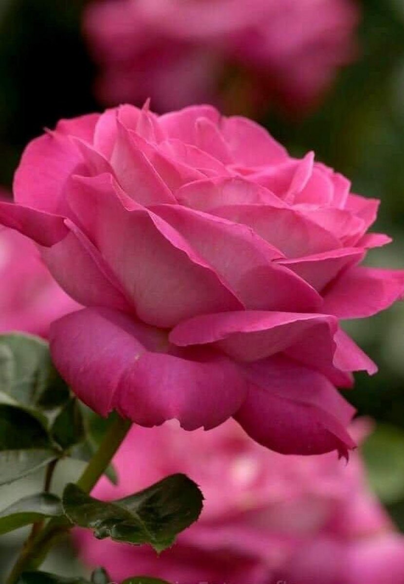 Роза чайно гибридная розовая