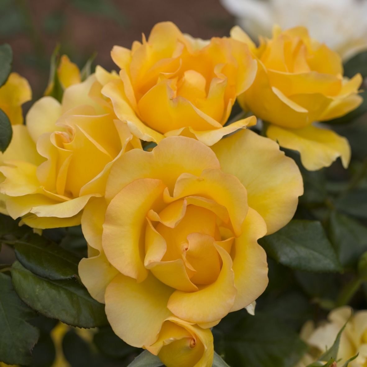 Роза флорибунда желтая
