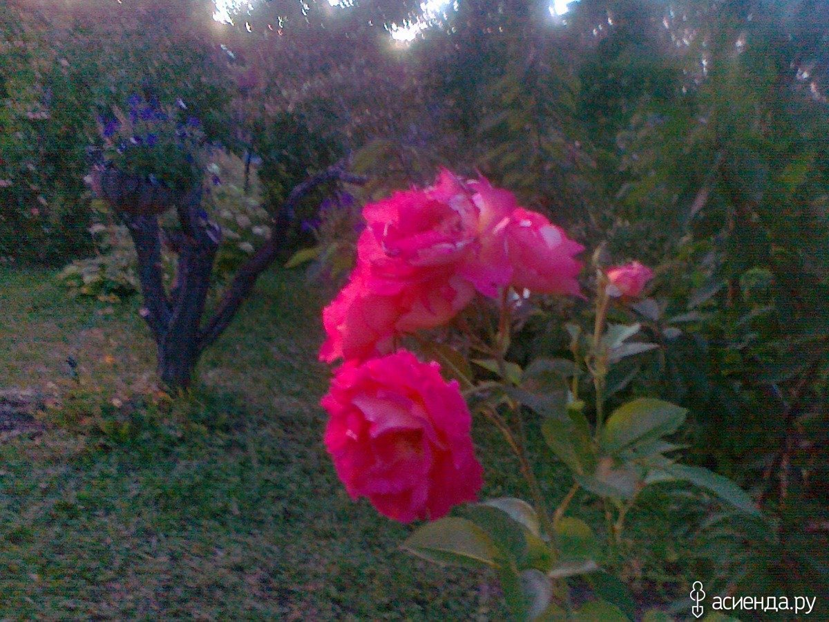 Роза плетистая декор Арлекин
