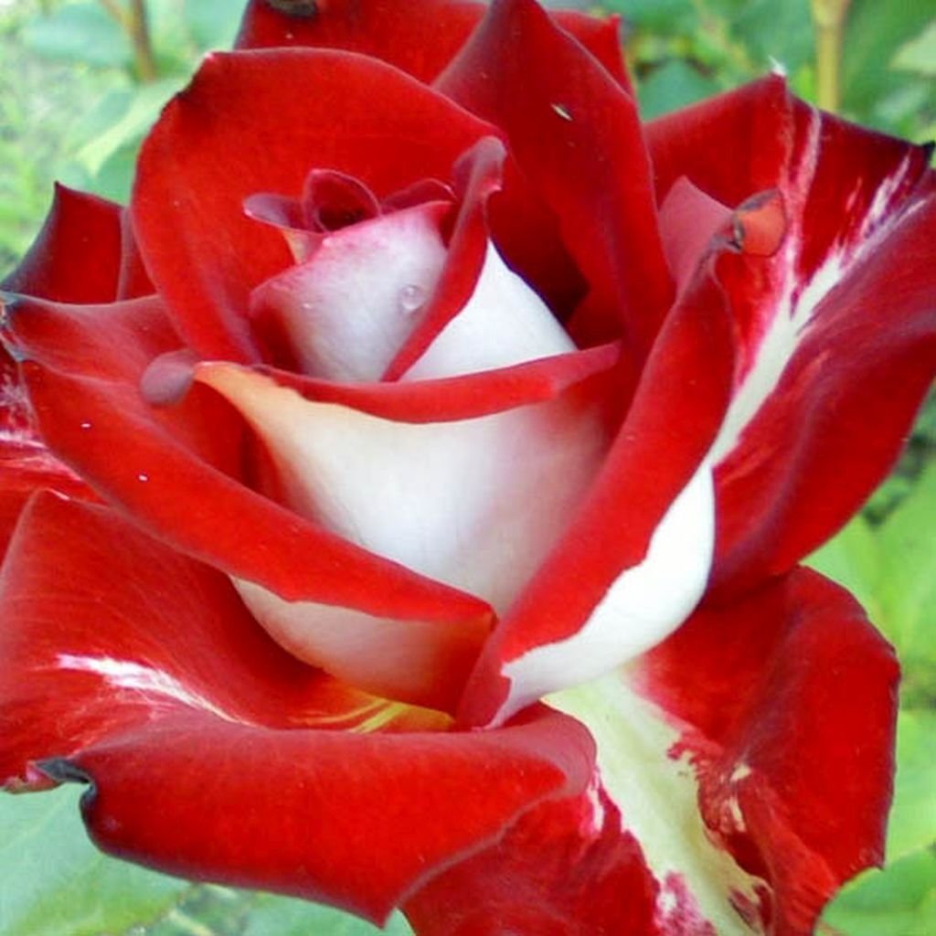 Роза чайно гибридная красная