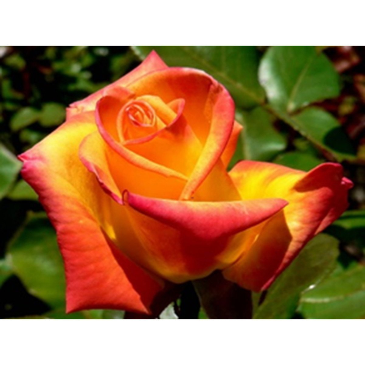 Роза чайно гибридная экзотика - 75 фото