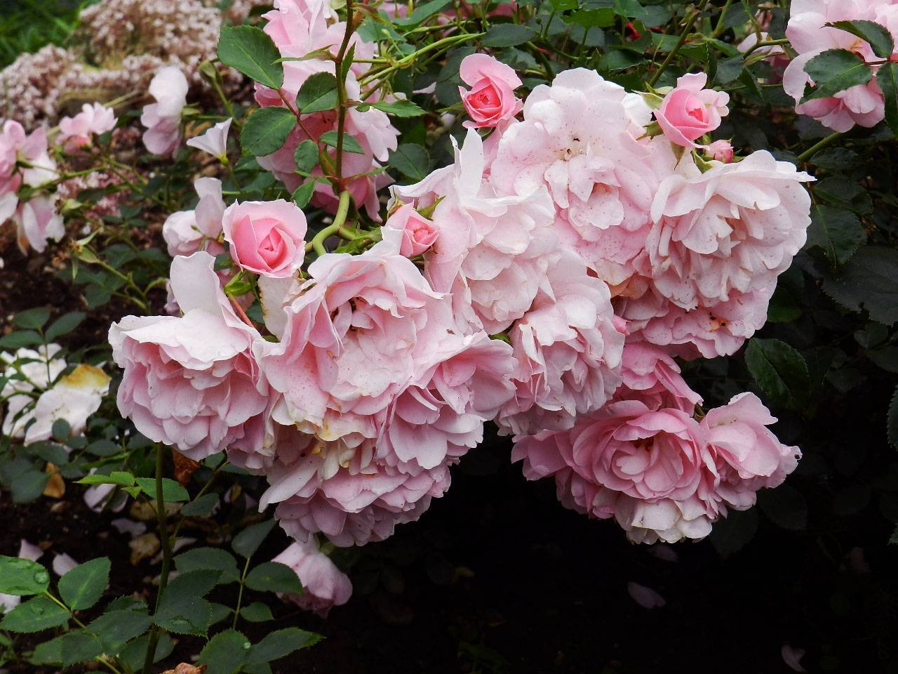 Флорибунда floribunda