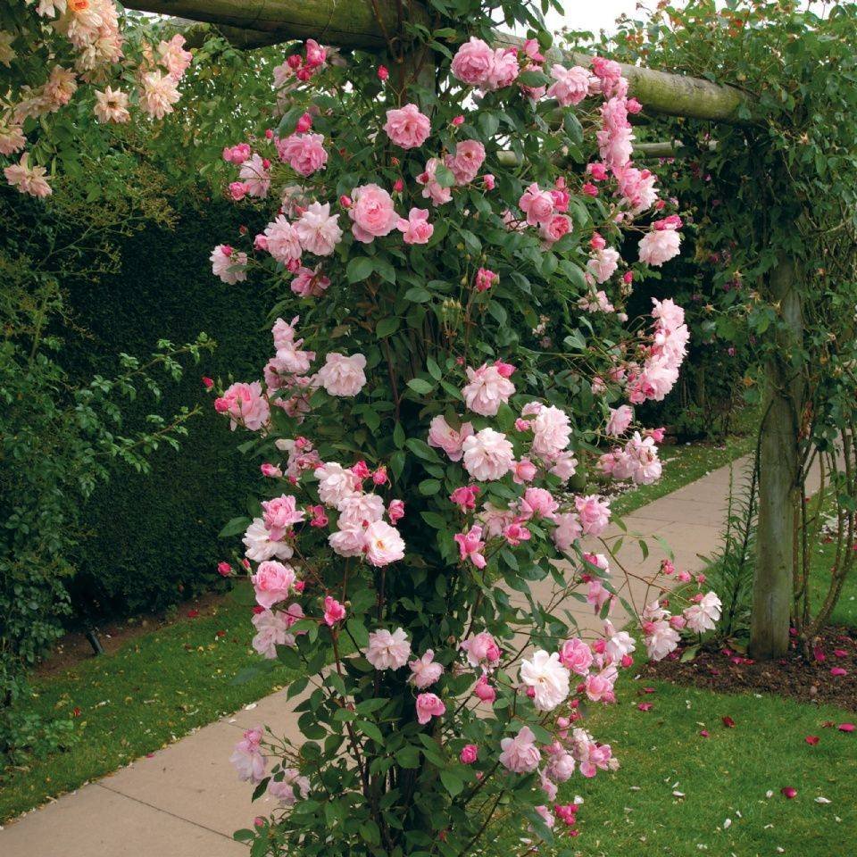 Плетистая роза флорибунда