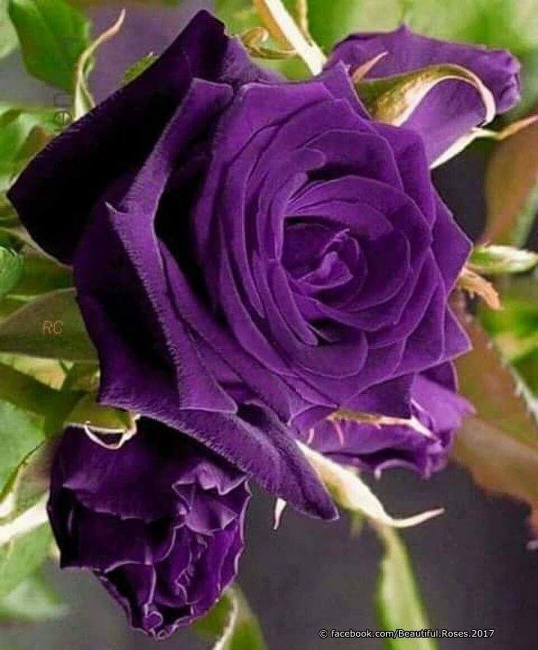 Роза фиолетовая чайно гибридная