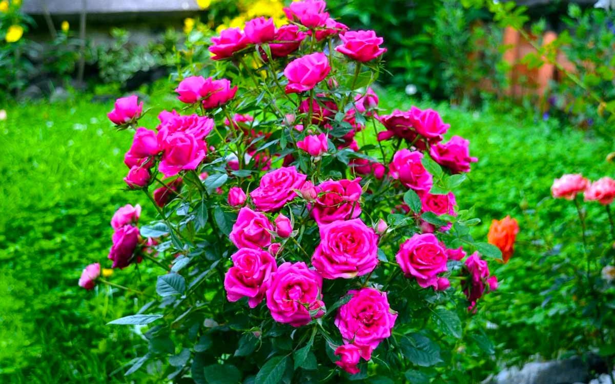 Розы мелкие кустовые фото (69 фото)