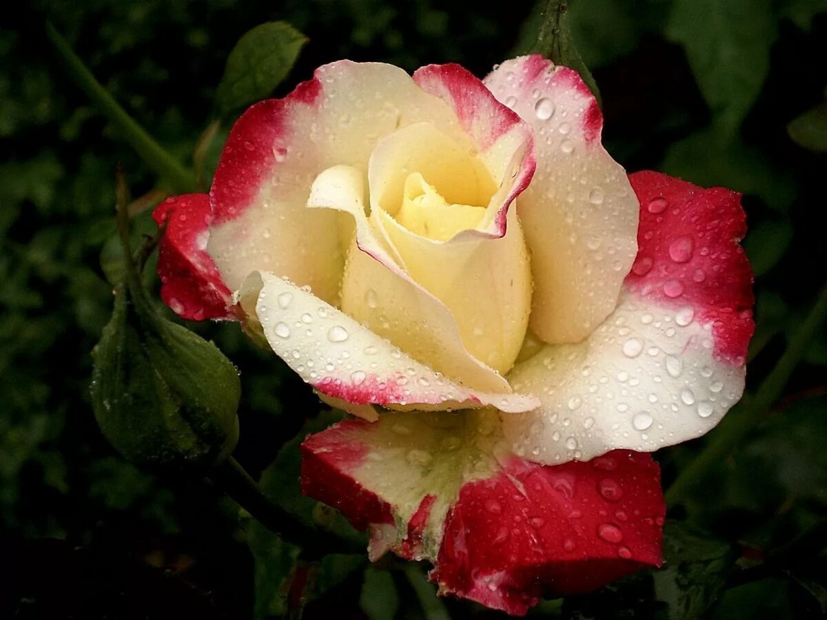 Самая дорогая роза в мире