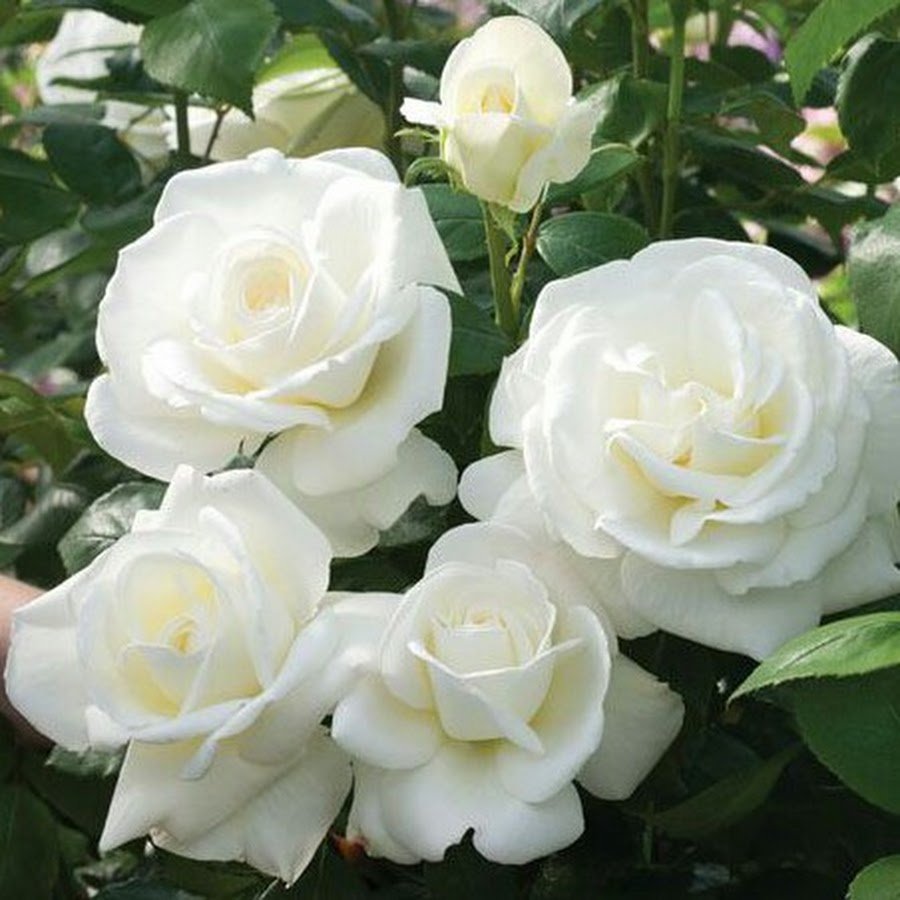 Роза кустовая белая Садовая