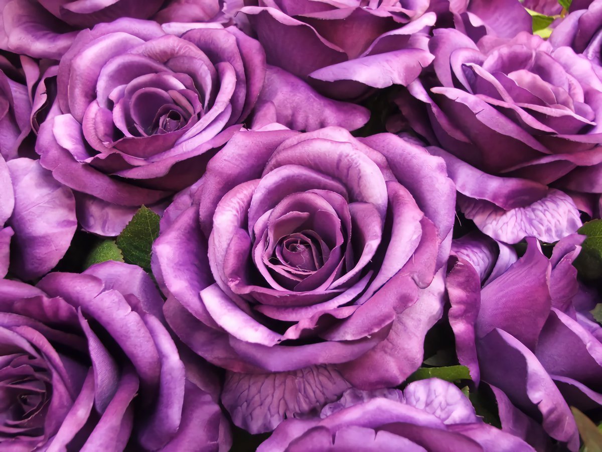 Роза флорибунда фиолетовая