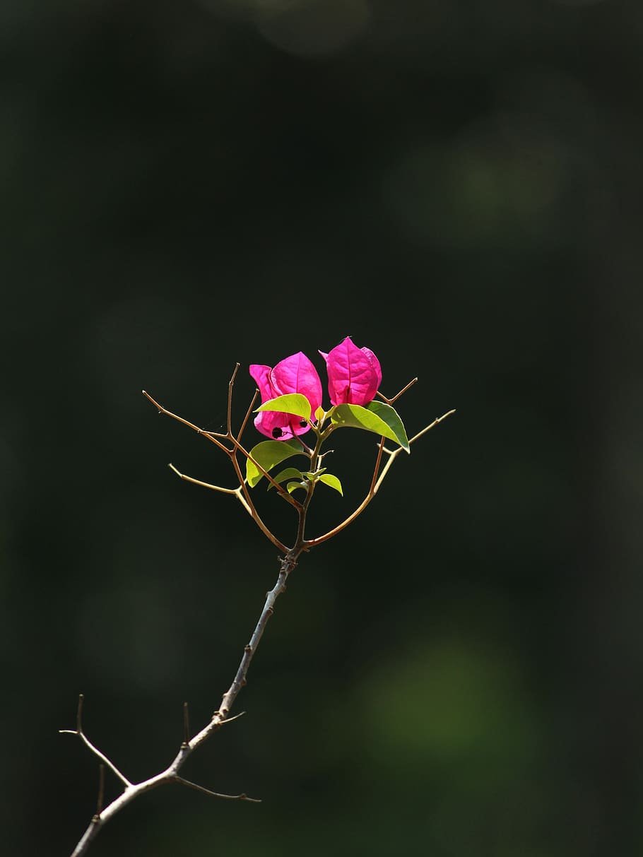 Индийская роза