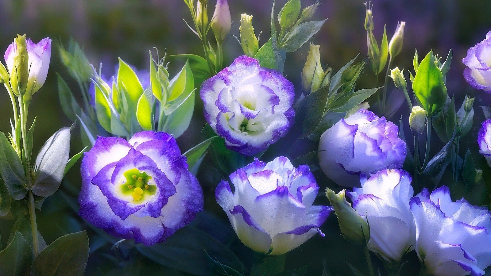 Цветок похожий на эустому фото. Эустома. Эустома (Lisianthus).