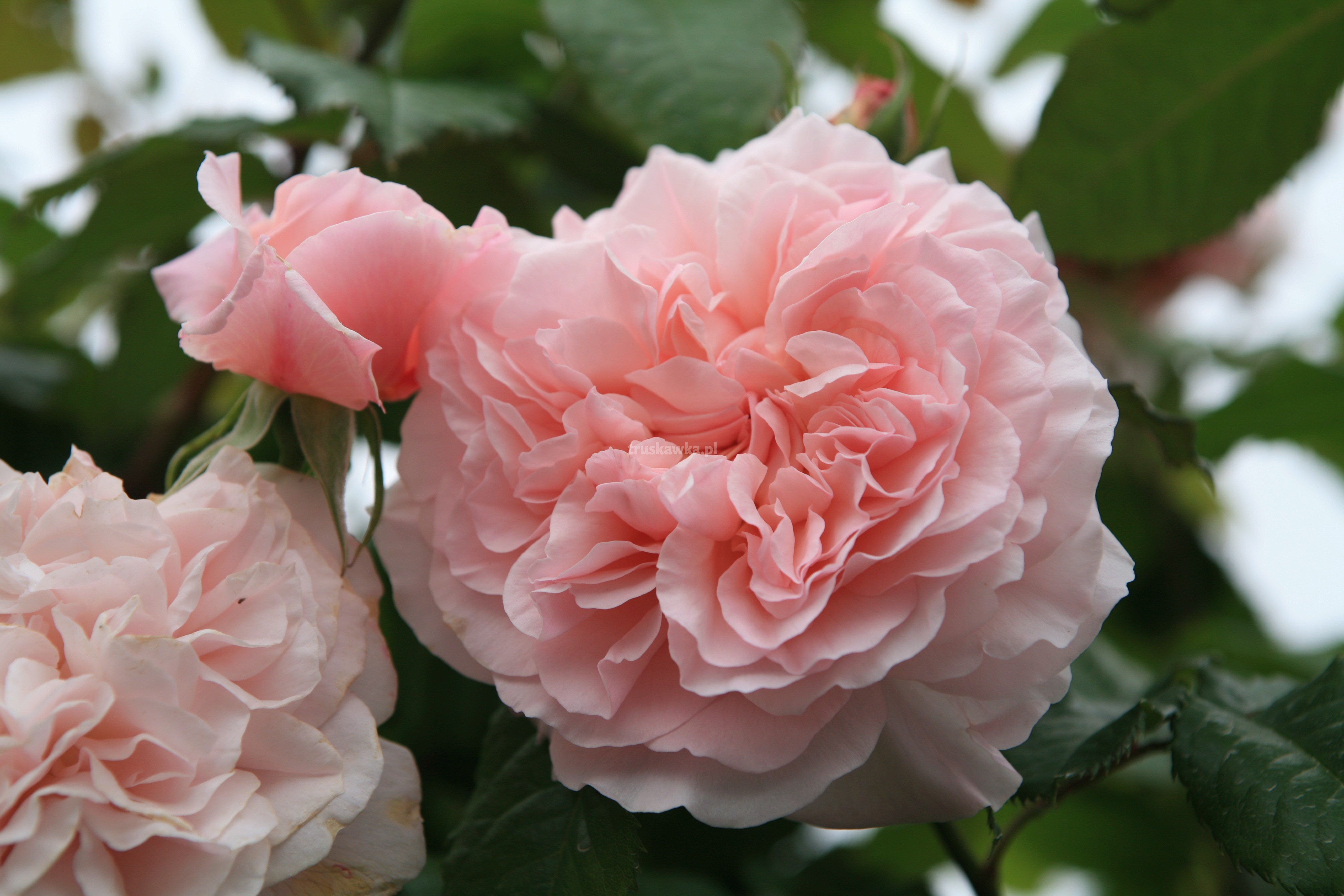 Розе розе сайт отзывы. Роуз де Толбиак. Роуз де Толбиак плетистые розы.