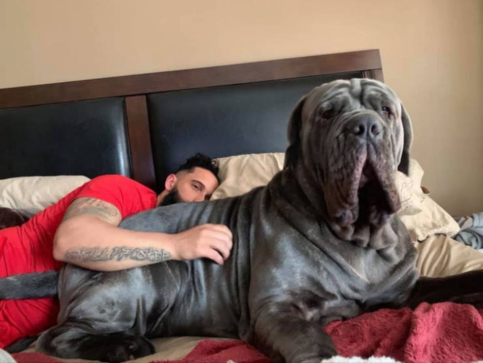 Сон огромная собака. Neapolitan Mastiff с хозяином. Английский мастиф Зевс. Большой собака. Высокие собаки.